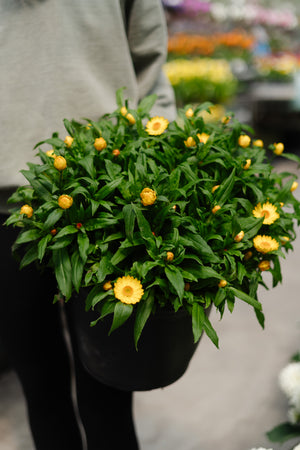 11" Potted Annual - Strawflower