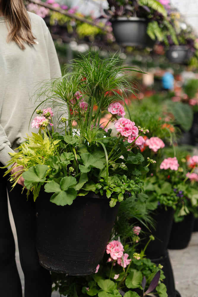 14” Torino Geranium: Full Sun/Partial Shade (Multiple Colours)