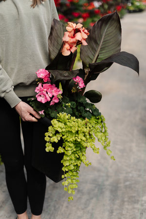 10" Tuscany Square Geranium Patio Pot - Full Sun/Partial Shade (Multiple Colours)