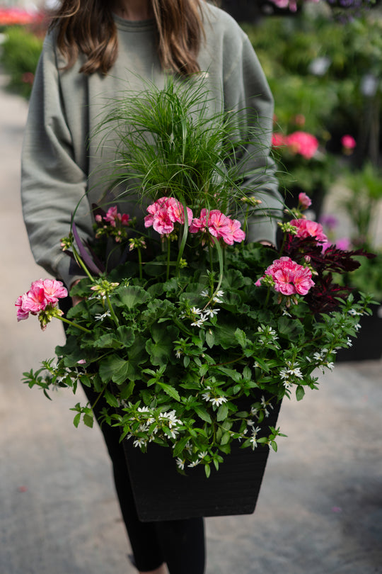 14" Square Geranium Patio Pot — Full Sun / Partial Shade (Multi-Colours)