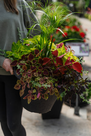 16" Round Coleus Grass Mix