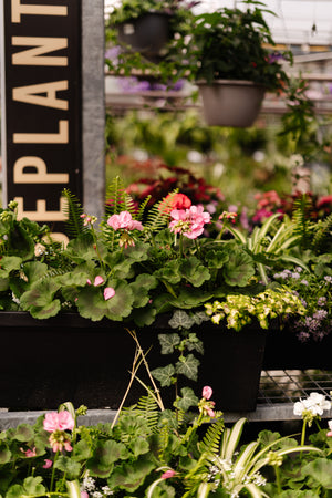 30" Tuscany Geranium Window Box (Multiple Colours)