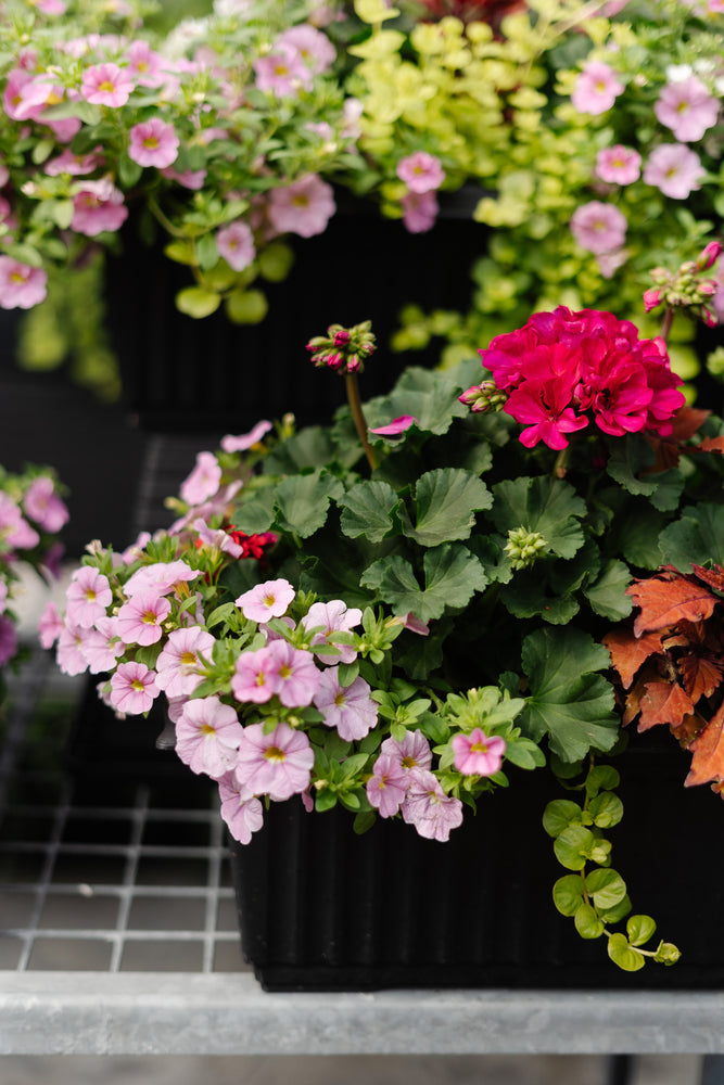 22” Geranium Window Box (Multiple Colours)