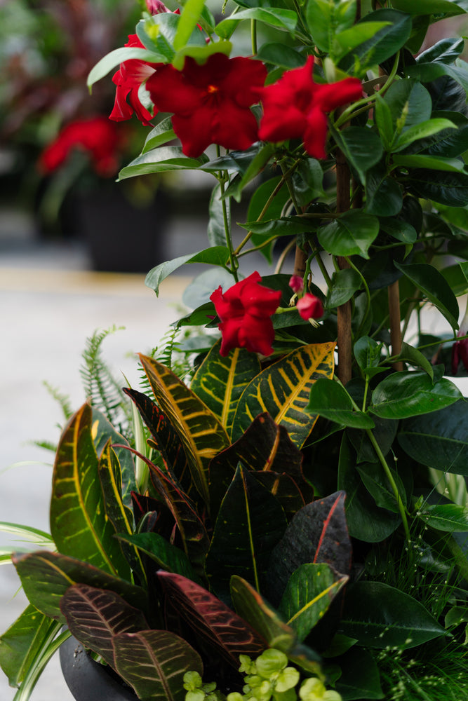 18" Round Mandevilla Mix