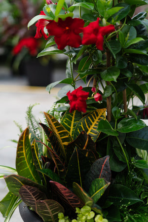 18" Round Mandevilla Mix