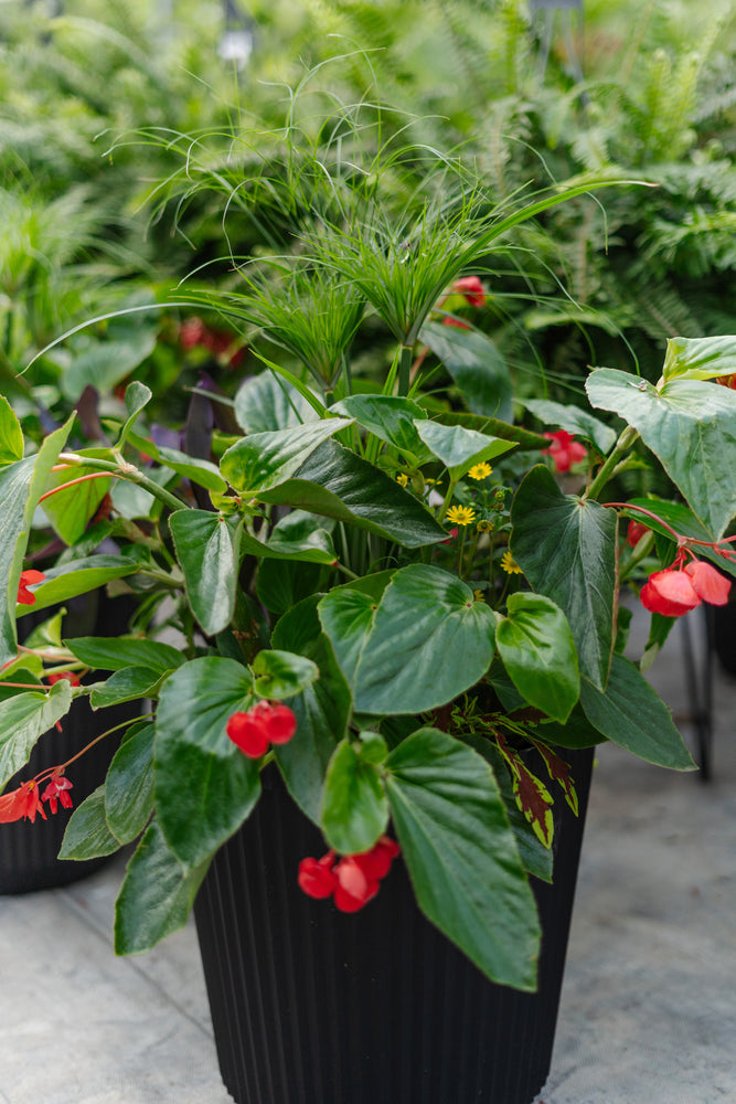 14” Round Dragonwing Begonia: Full Sun/Partial Shade (Multiple Colours)