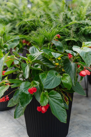 14” Round Dragonwing Begonia: Full Sun/Partial Shade (Multiple Colours)
