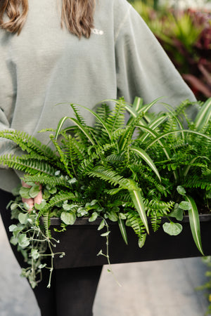 24” Greens Window Box (Full Sun/Partial Sun/Shade)