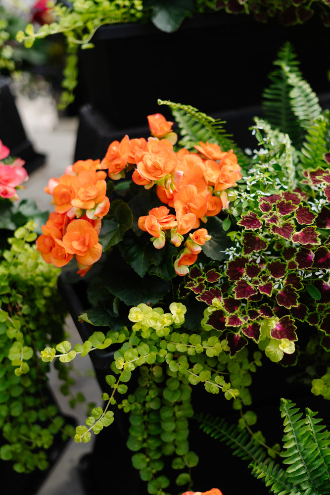 24” Begonia/Fern Window Box - Partial Sun/Shade (Multiple Colours)