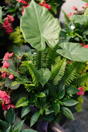 14" Square Hendrix Patio Pot: Partial Sun/Shade (Multi-Colours)