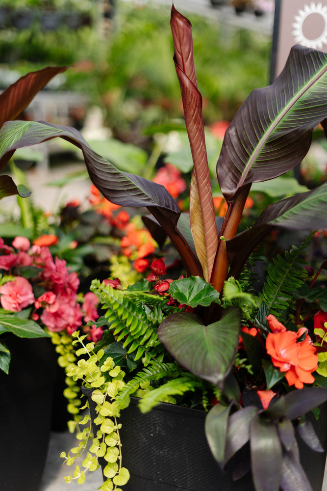 14" Square Hendrix Patio Pot: Partial Sun/Shade (Multi-Colours)
