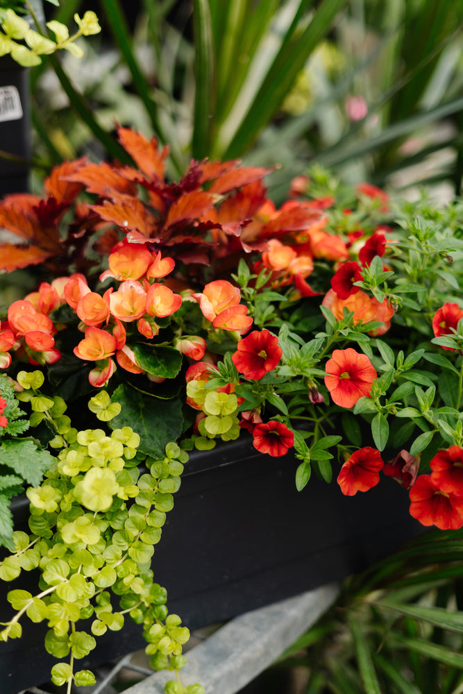 22" Begonia Window Box (Multiple Colours)