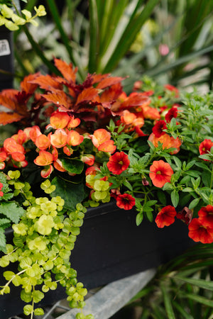22" Begonia Window Box (Multiple Colours)