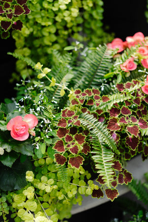24" Begonia/Impatien Window Box - Partial Sun/Shade (Multiple Colours)