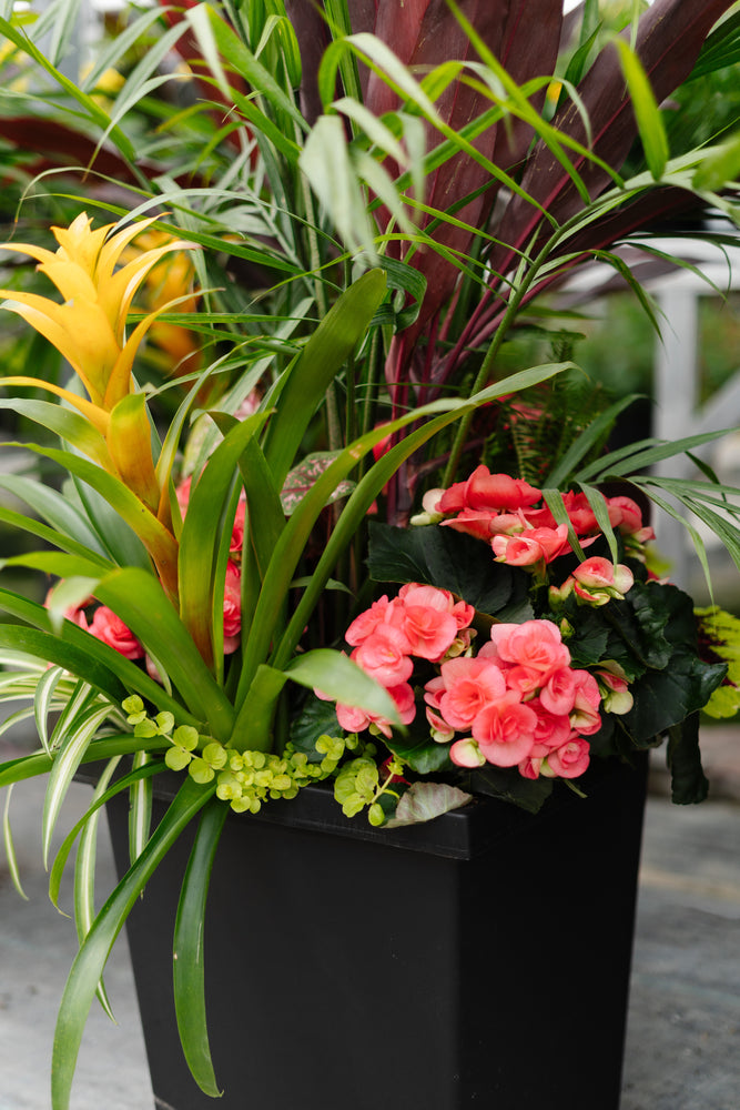 14" Tuscany Square Majesty/Cordyline Patio Pot - Partial Sun/Shade (Multiple Colours)