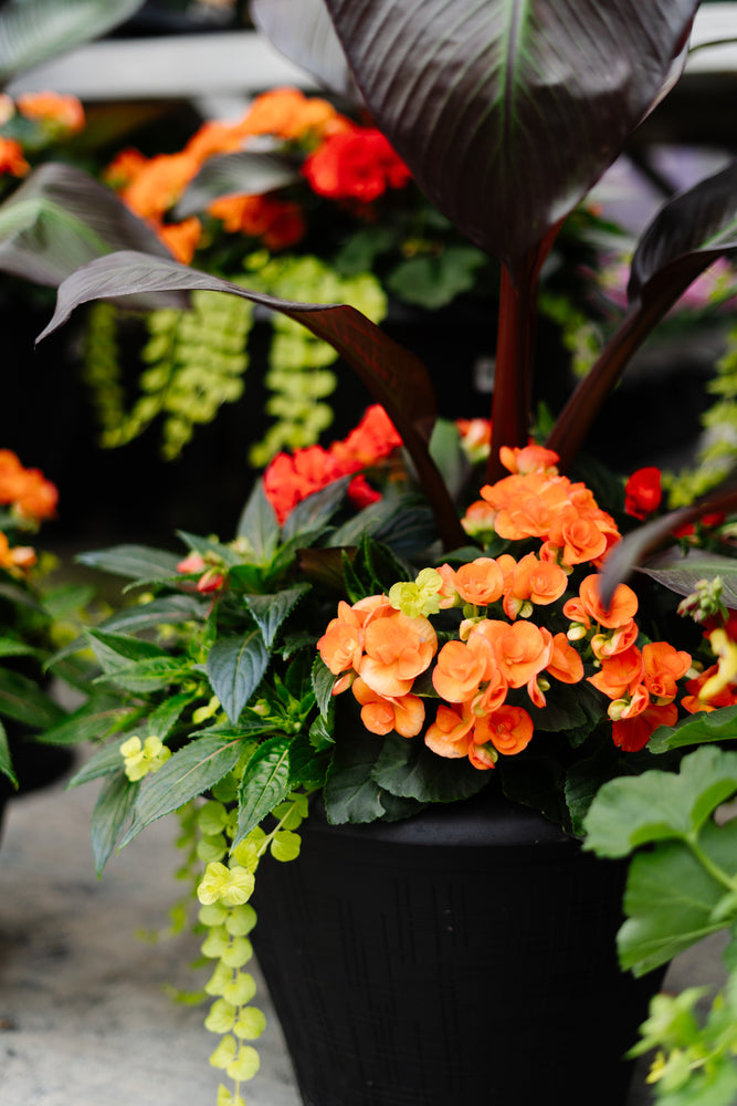 10" Tuscany Square Begonia/Canna - Partial Sun (Multiple Colours)