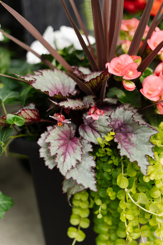 10" Tuscany Square Begonia/Impatien Patio Pot: Partial Sun/Shade (Multi-Colours)