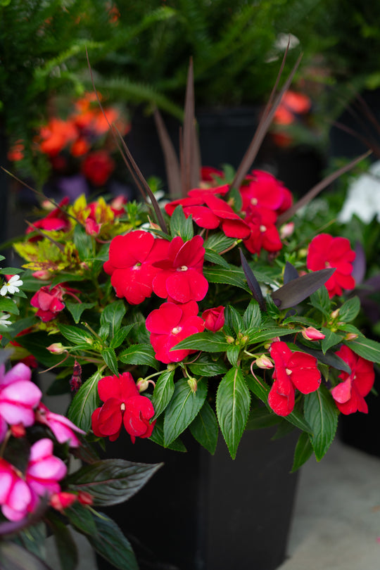 10" Tuscany Square New Guinea Mix - Sun/Partial Shade (Multiple Colours)