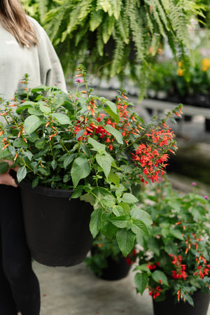 14” Round Butterfly Pollinator Planter
