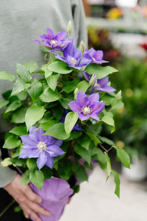 6" Clematis with Trellis (Multiple Colours)