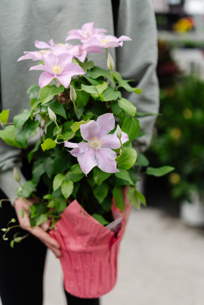 6" Clematis with Trellis (Multiple Colours)