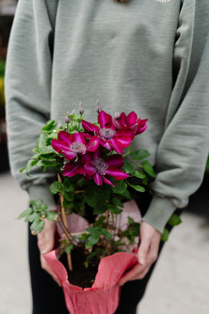 6" Clematis with Trellis (Multiple Colours)
