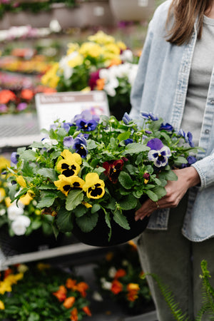 Pansy Bowl