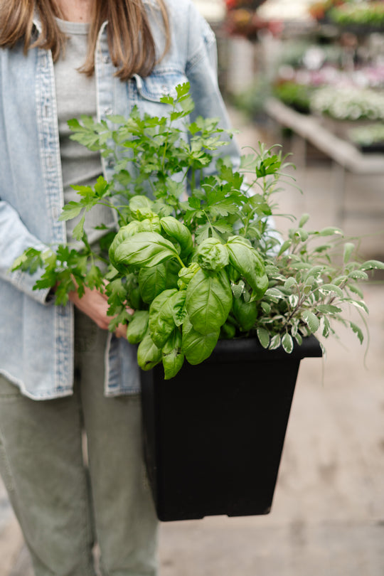 10" Square Herb Planter