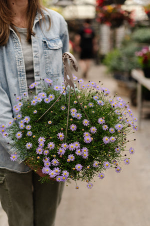 12" Marguerite Daisy Hanging Basket (Mutiple Colours)