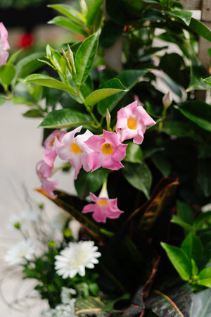 15” Wicker Round Mandevilla Tropical Patio Pot - Full Sun/Partial Shade (Multiple Colours)