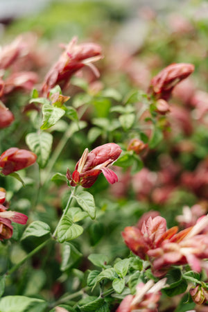 3G Shrimp Plant Standard
