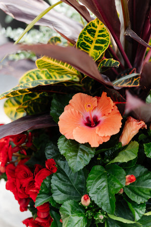 22" Wicker Round Mix (Spindle/Cordyline) Full Sun/Partial Sun (Multiple Colours)
