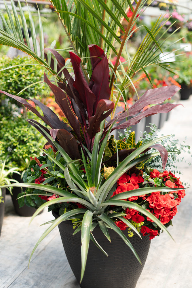 22" Wicker Round Mix (Spindle/Cordyline) Full Sun/Partial Sun (Multiple Colours)
