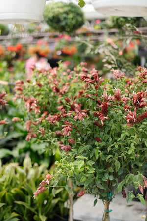 3G Shrimp Plant Standard