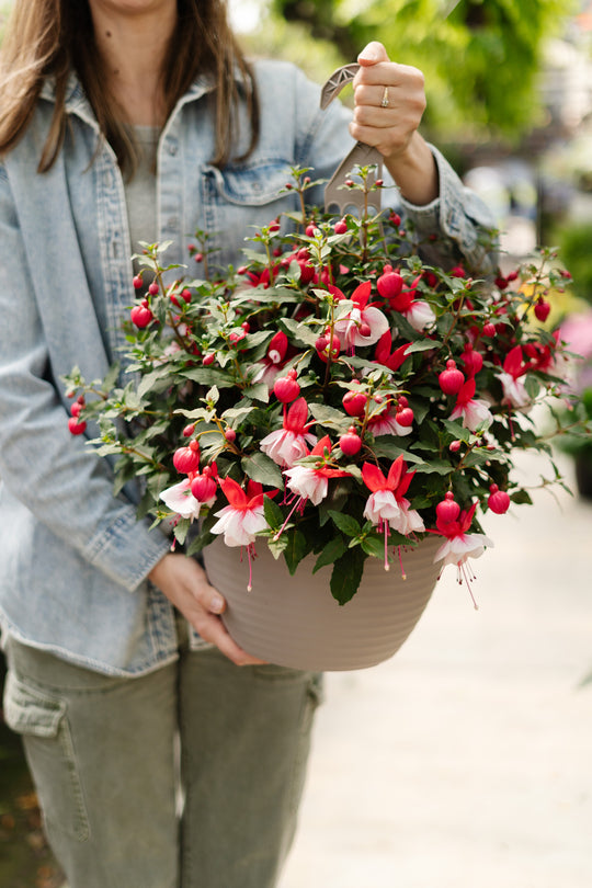 12" Up-right Fuchsia Bleeding Heart (Multiple Colours)