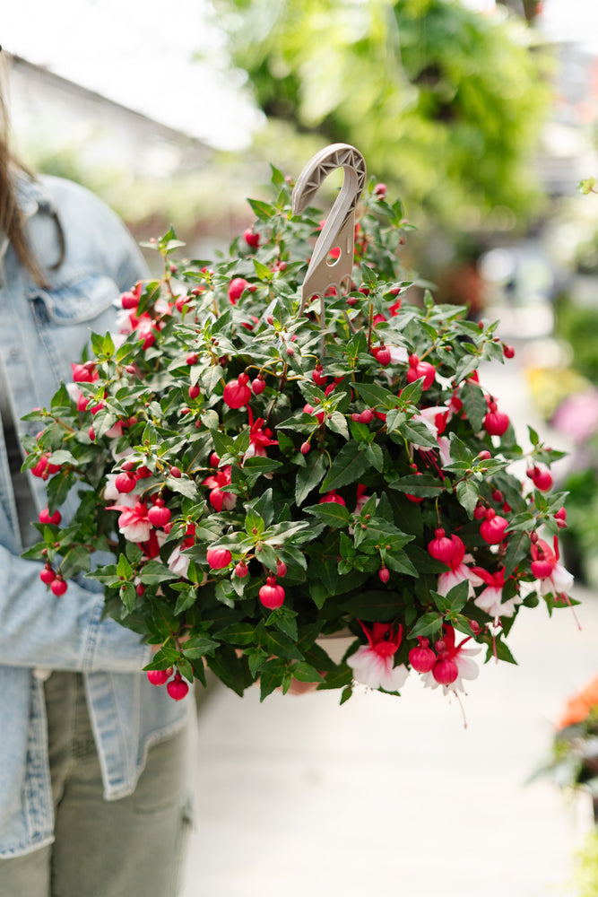 12" Up-right Fuchsia Bleeding Heart (2 Colours)
