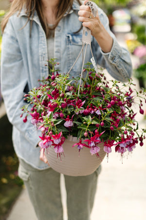 12" Up-right Fuchsia Bleeding Heart (2 Colours)