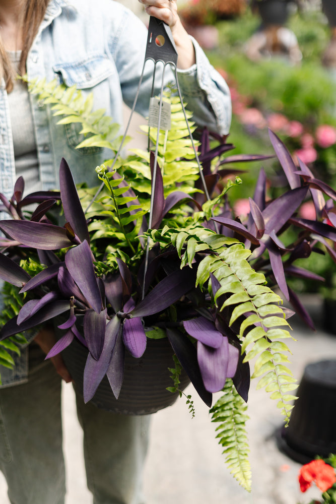 12" Hanging Macho Fern/Purple Heart Mix