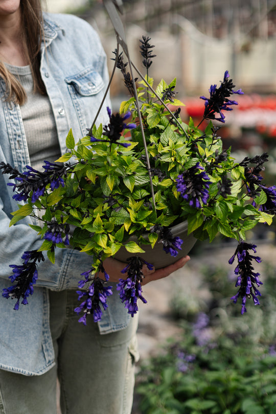 12” Salvia Hummingbird Falls Hanging Basket