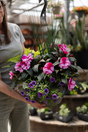 13" New Guinea Impatiens Mix Hanging Basket (Multiple Colours)