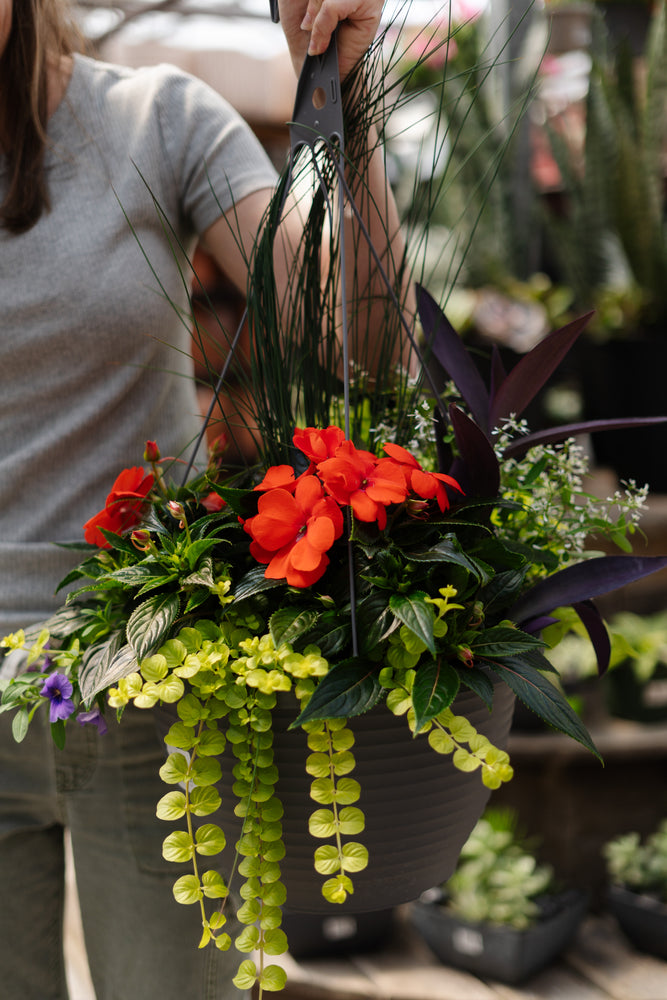 13" New Guinea Impatiens Mix Hanging Basket (Multiple Colours)