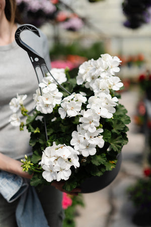 12" Geranium Hanging Basket (Multiple Colours)