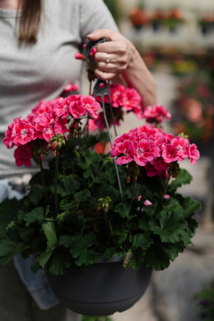 12" Geranium Hanging Basket (Multiple Colours)