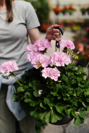 12" Geranium Hanging Basket (Multiple Colours)