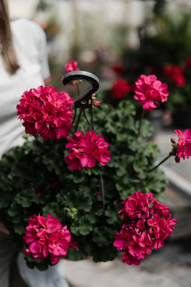 12" Geranium Hanging Basket (Multiple Colours)