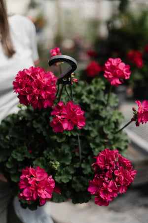 12" Geranium Hanging Basket (Multiple Colours)
