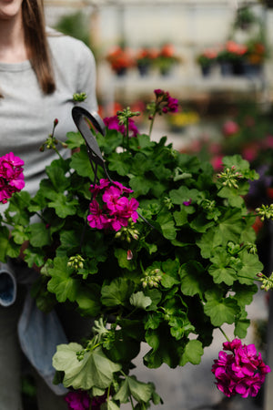 12" Geranium Hanging Basket (Multiple Colours)