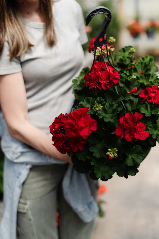 12" Geranium Hanging Basket (Multiple Colours)
