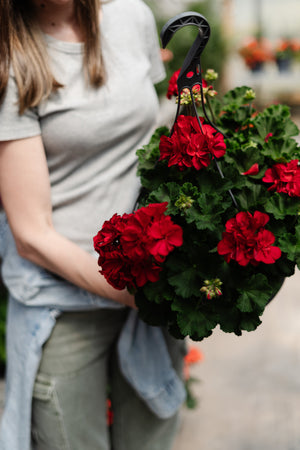 12" Geranium Hanging Basket (Multiple Colours)