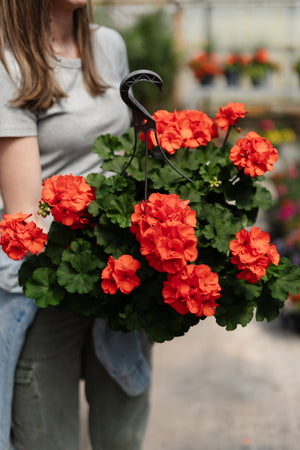12" Geranium Hanging Basket (Multiple Colours)
